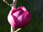 30th Mar 2019 -  Black Tulip Magnolia 