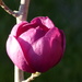  Black Tulip Magnolia  by susiemc