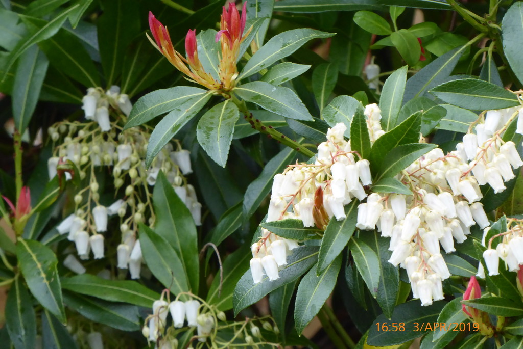 Pieris "Forest Flame" by snowy