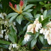 Pieris "Forest Flame" by snowy