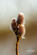 3rd Apr 2019 - Pussy willow