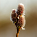 Pussy willow by elisasaeter