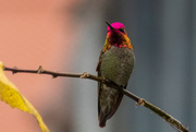 2nd Apr 2019 - Anna's Hummingbird