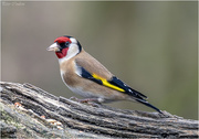 1st Apr 2019 - Goldfinch