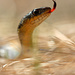 First Snake of Spring by juliedduncan
