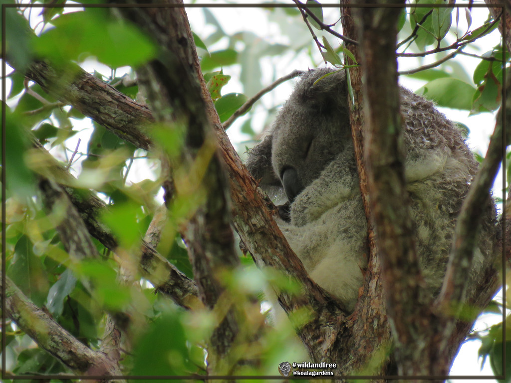 ala naturale by koalagardens