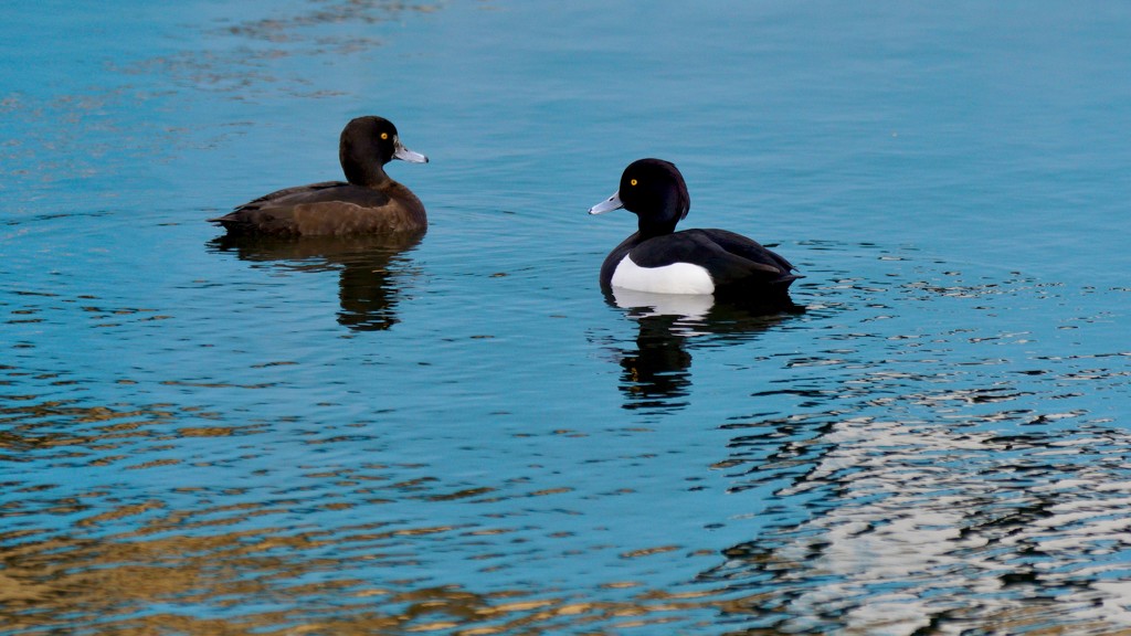 MR & MRS TUFTED DUCK by markp