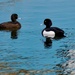 MR & MRS TUFTED DUCK by markp