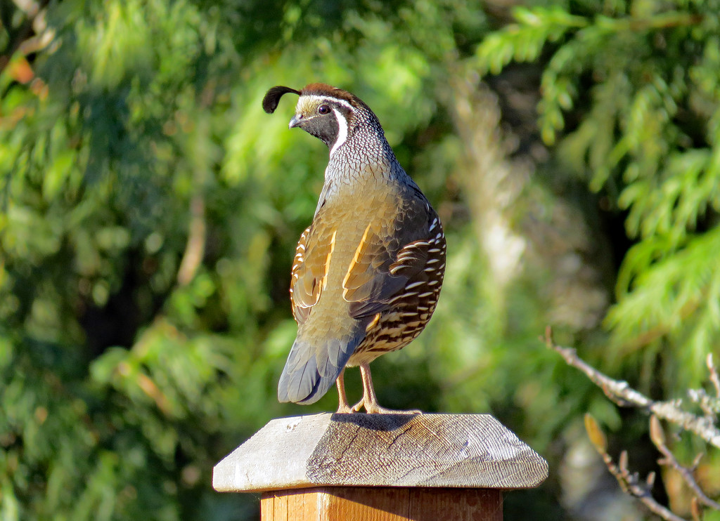 California Quail are back! by kathyo
