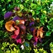 Beautiful Coleus Plants ~      by happysnaps