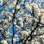 3rd Apr 2019 - The Bradford Pears Are In Bloom