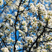 The Bradford Pears Are In Bloom by yogiw