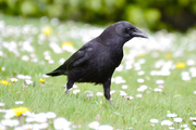3rd Apr 2019 - Crow in the Daisies