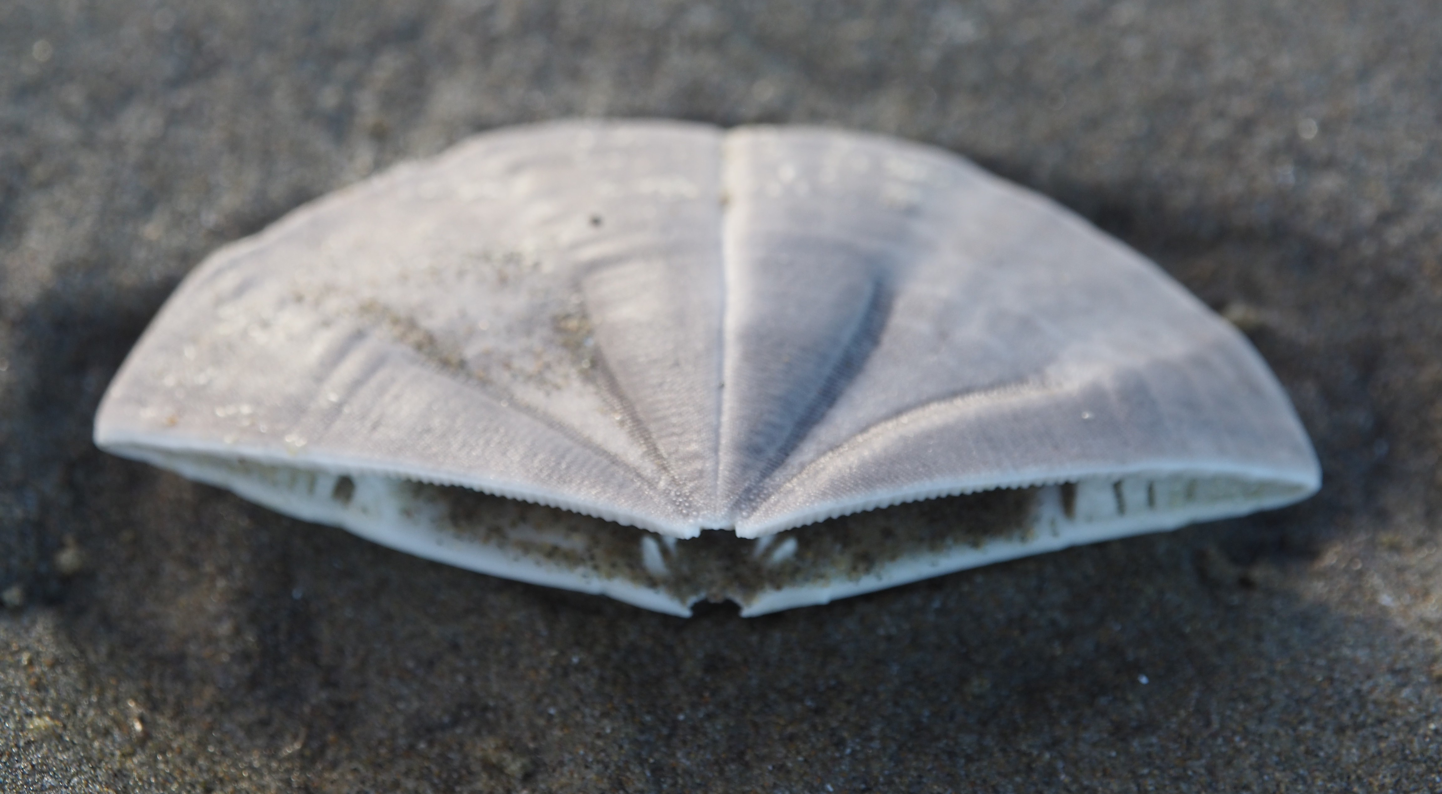 Remains of a sea biscuit by Dawn · 365 Project