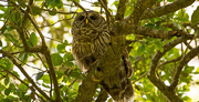 3rd Apr 2019 - Momma Barred Owl Watching Over the Young One's!