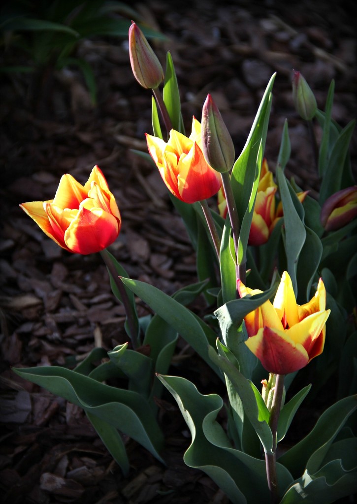 Tulips in the Sunshine by calm