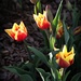 Tulips in the Sunshine by calm