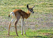 4th Apr 2019 - Three day old Springbuck.