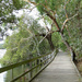Mangrove Boardwalk by onewing