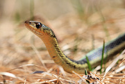 4th Apr 2019 - Great Day for Snakes