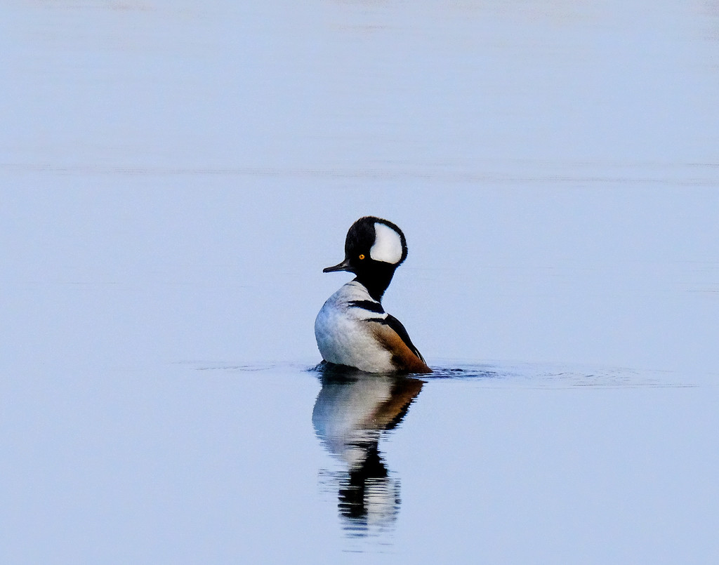 Hooded Merganser  by tosee