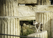 4th Apr 2019 - Cat at the Acropolis