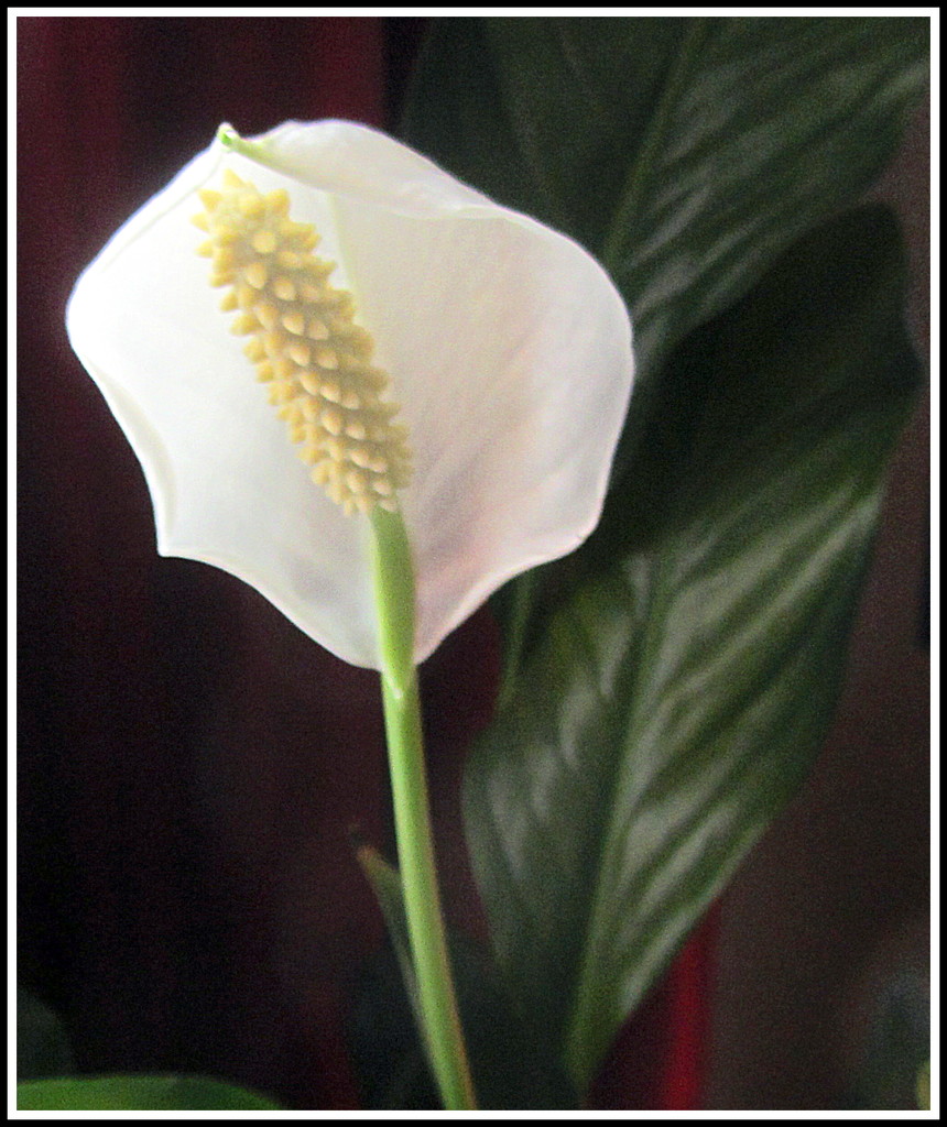 Peace lily flower. by grace55
