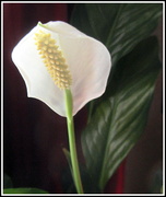 4th Apr 2019 - Peace lily flower.