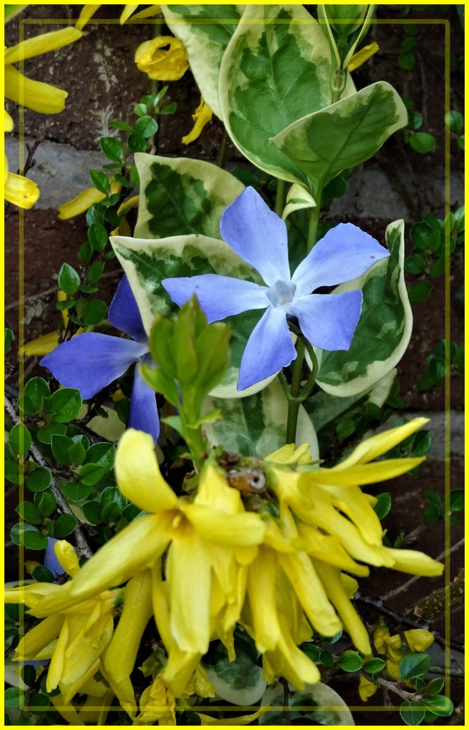 Forsythia and Periwinkle by beryl