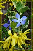 5th Apr 2019 - Forsythia and Periwinkle