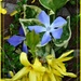 Forsythia and Periwinkle by beryl