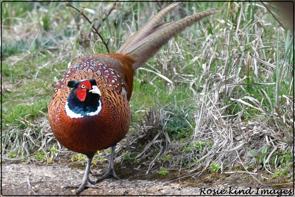 Pheasant by rosiekind