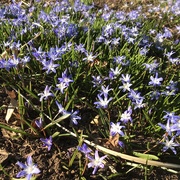 3rd Apr 2019 - Blue Squill 