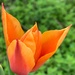 Tulip by shutterbug49
