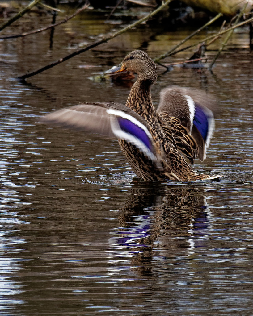 female mallard flapping her wings by rminer