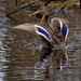 female mallard flapping her wings by rminer