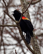 4th Apr 2019 - red-winged blackbird sings