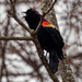 red-winged blackbird sings by rminer