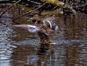 4th Apr 2019 - female mallard flapping wings landscape