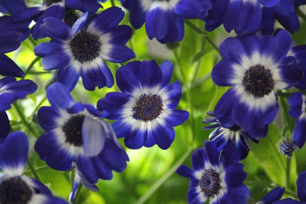 Blue Petals by paintdipper
