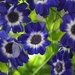 Blue Petals by paintdipper