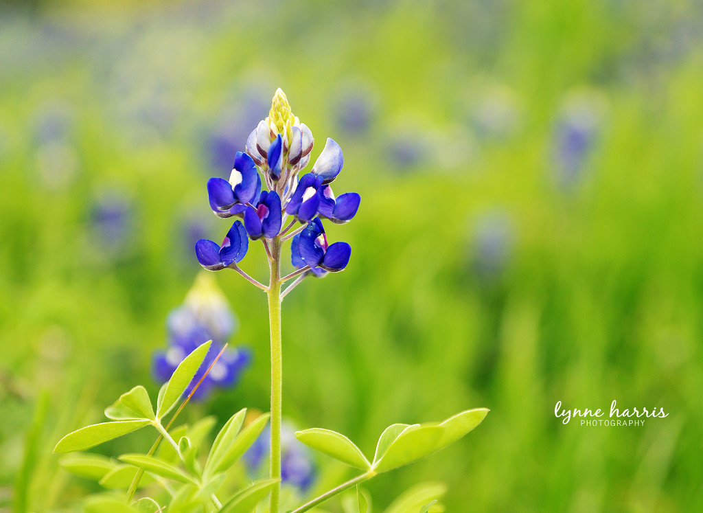 Bluebonnets are Coming by lynne5477