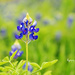 Bluebonnets are Coming by lynne5477