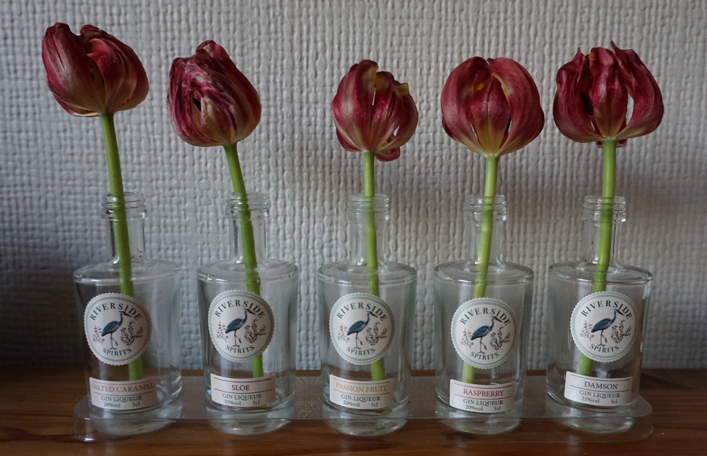 tulips.... tail end by sarah19