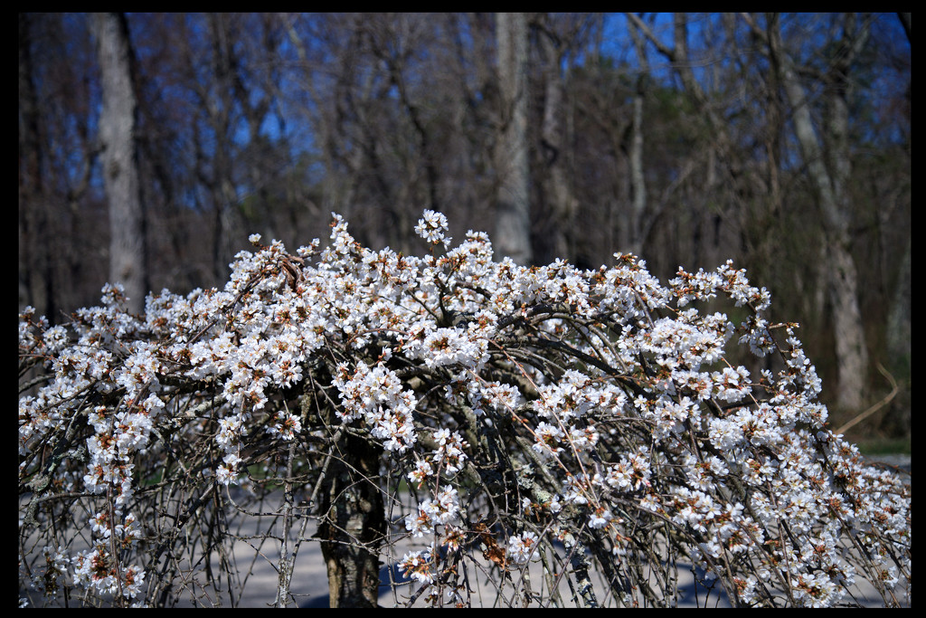 Ah Spring by hjbenson