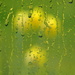 Daffodils and Rain by gaf005