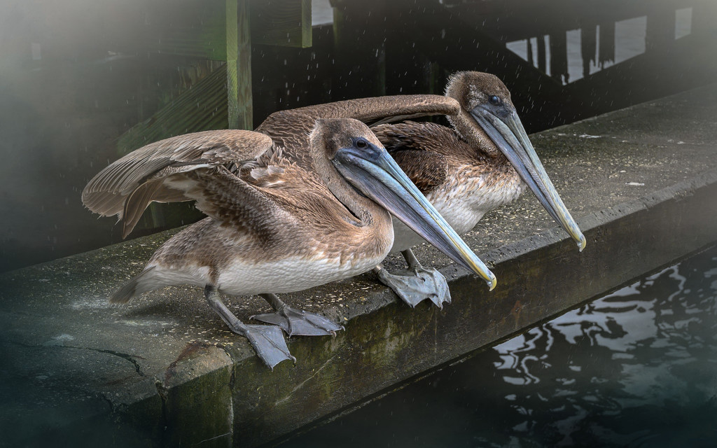 Pelican Buddies by taffy