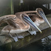 Pelican Buddies by taffy