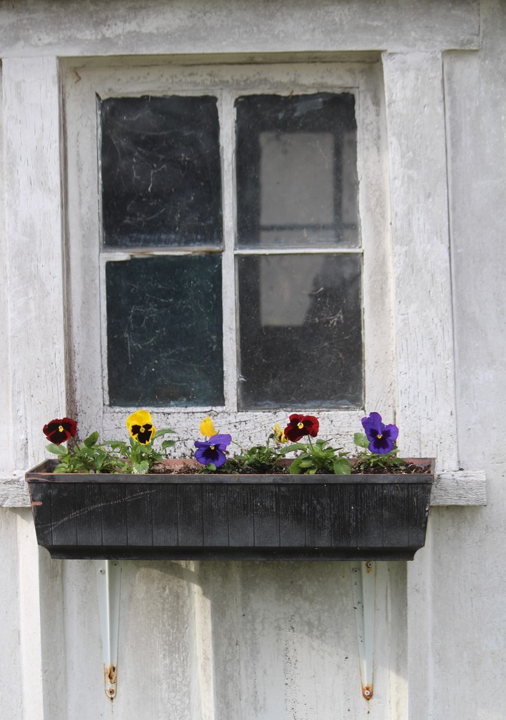 Window Box by essiesue