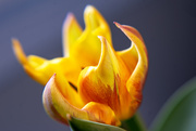 4th Apr 2019 - tulip petals